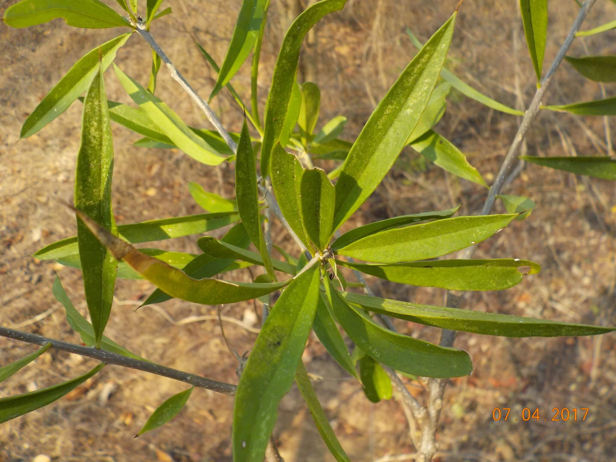Bonellia macrocarpa 